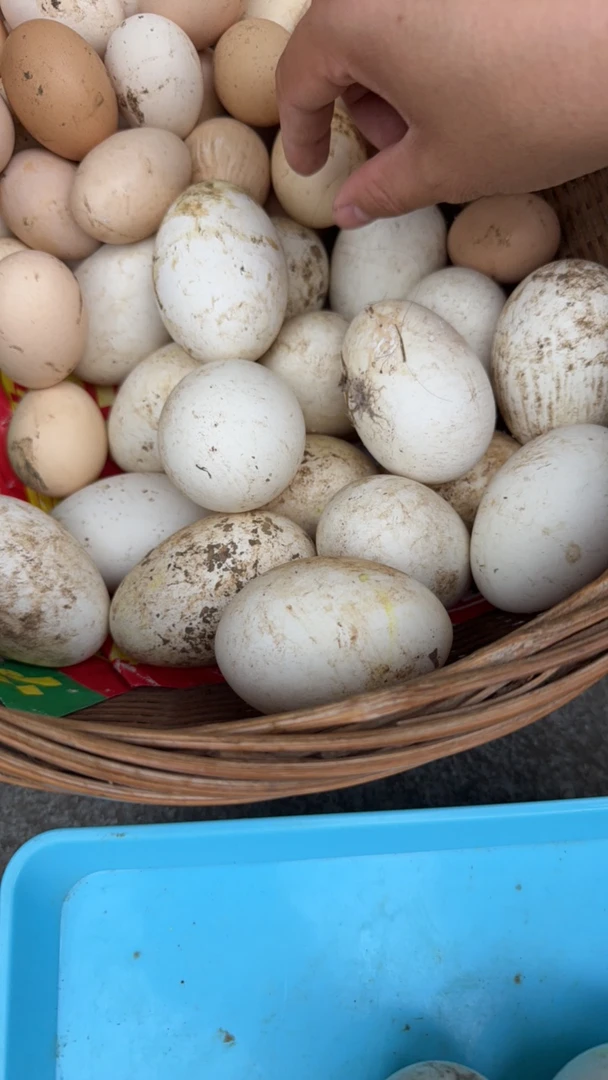 现捡现发新鲜散养鹅蛋