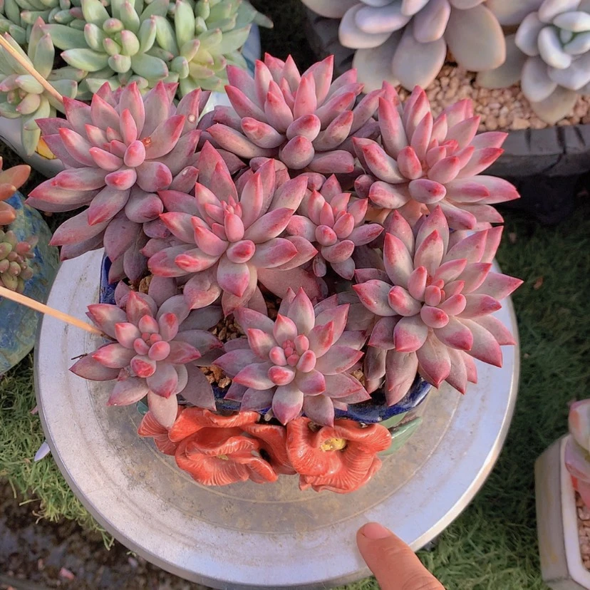 【闪购商品】彩虹虞美人