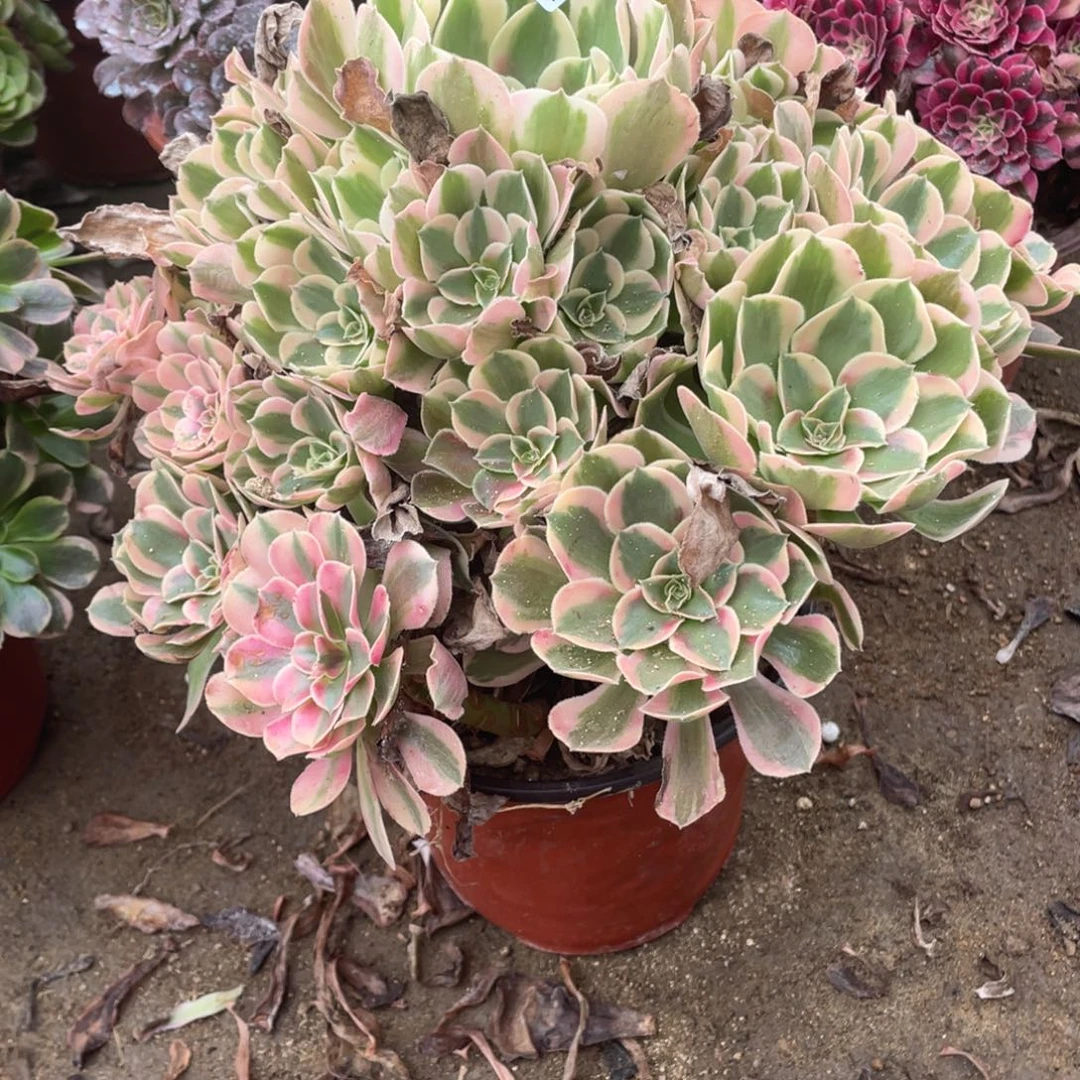 123初恋多肉法师断枝不包