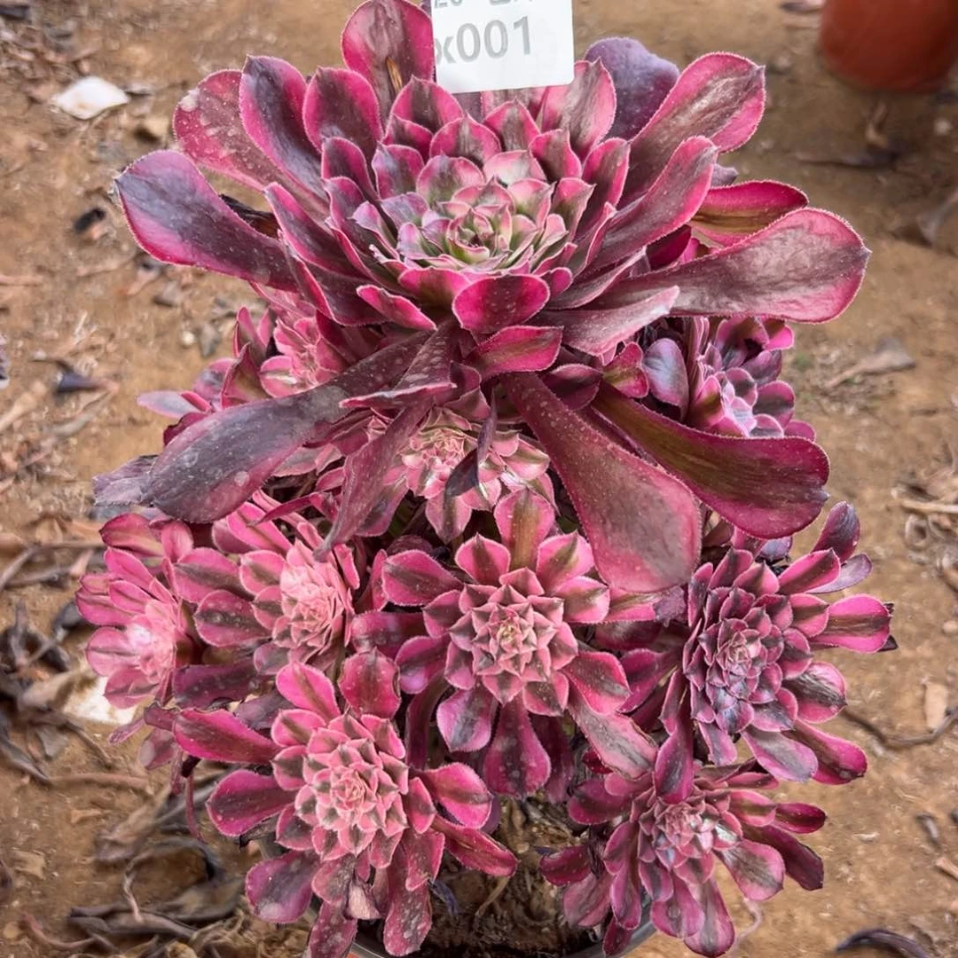 001红铜白，满20包邮