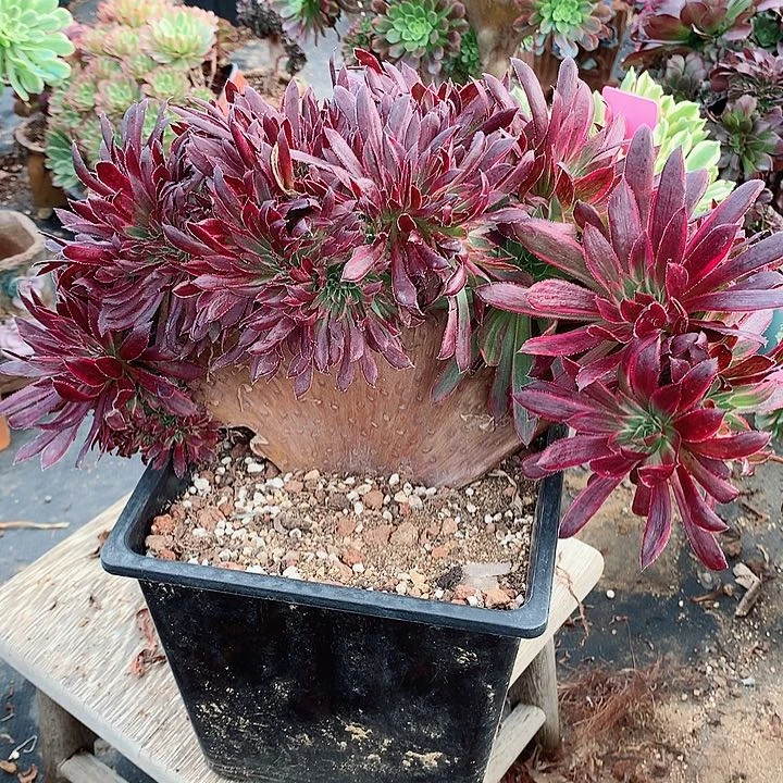 近**赤孔雀锦缀脱土发货