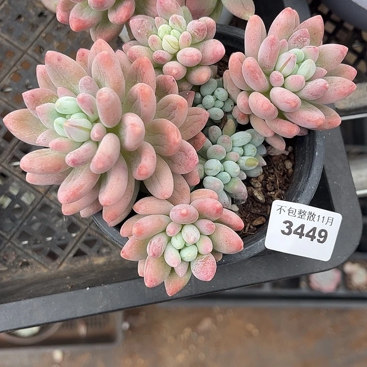 阿雅园艺。        3449粉玉团子