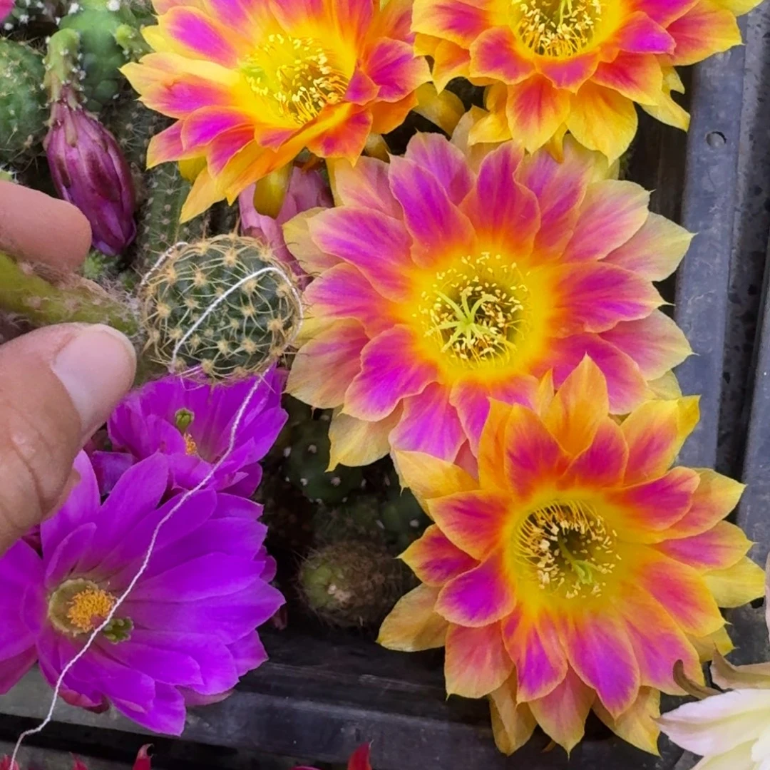 220丽花阳光明媚歪无根侧牙2到3公分左右