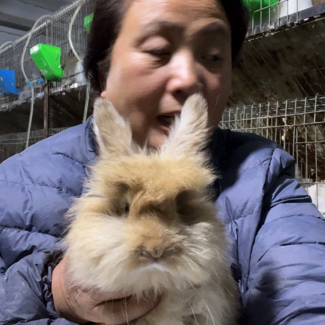 英系安哥拉宠物兔