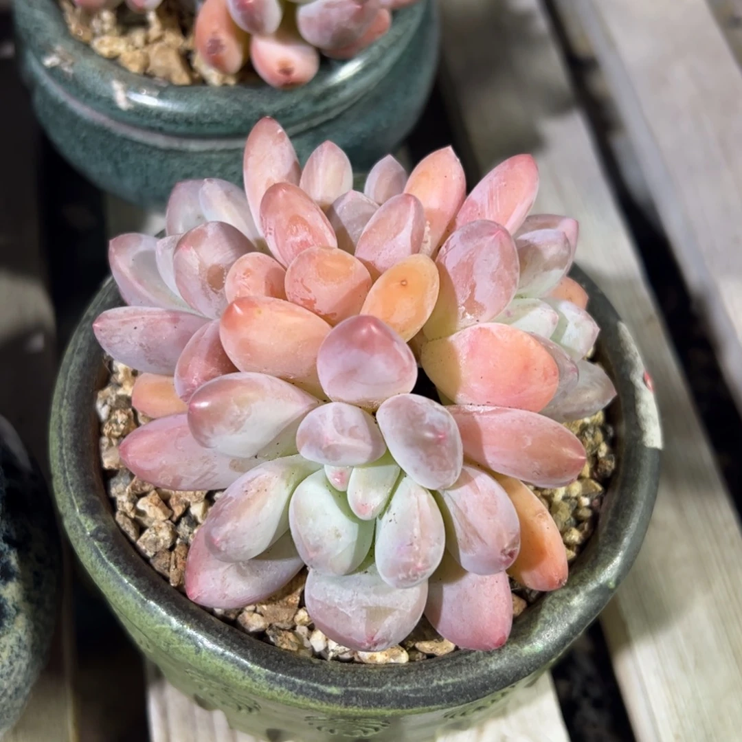 香水群生多肉植物