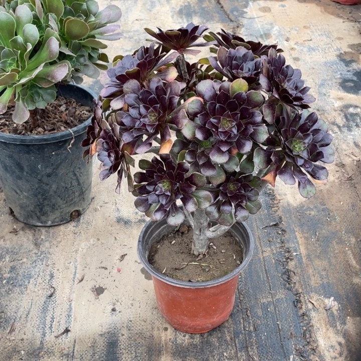 91黑法师多肉无主头多肉植物
