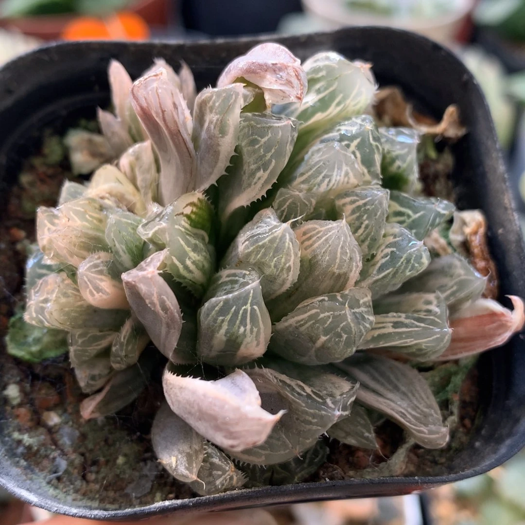 白斑玉露锦，带盆一起