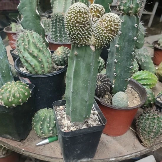 仙人球龙神木嫁接松针牡丹