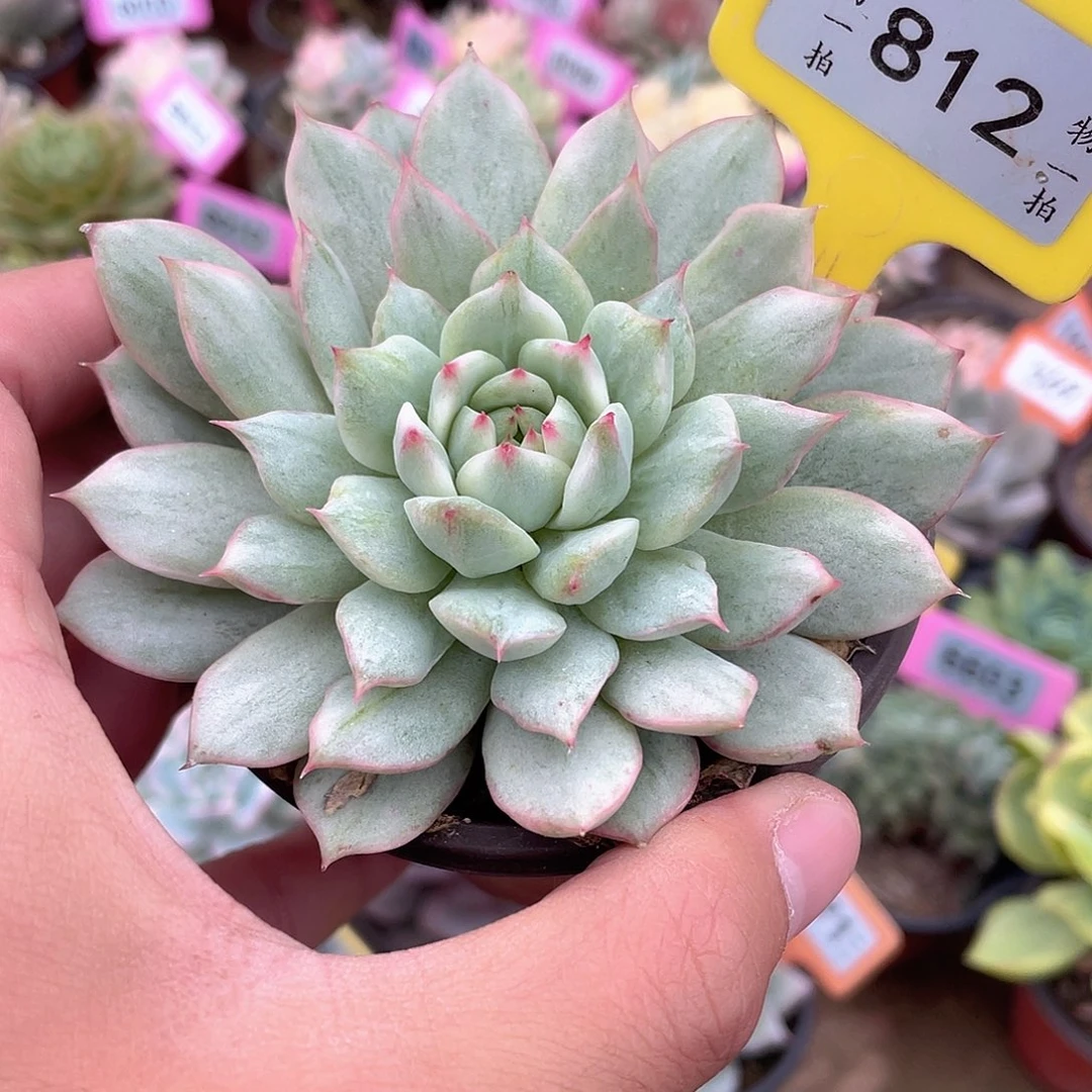 TP锦812号多肉植物