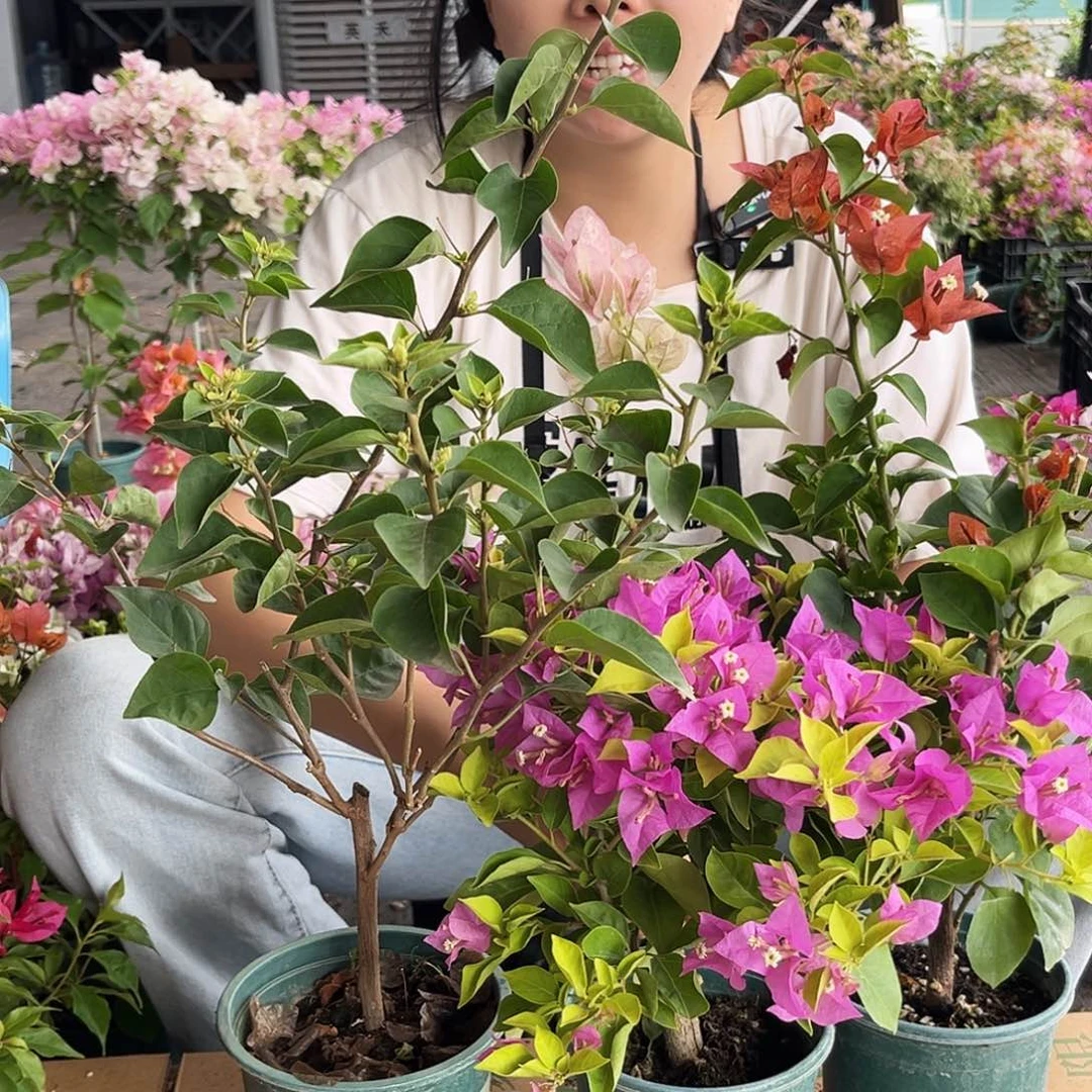 大部分开放少量花苞五宝，金钱豹，巧克力掌中宝组合