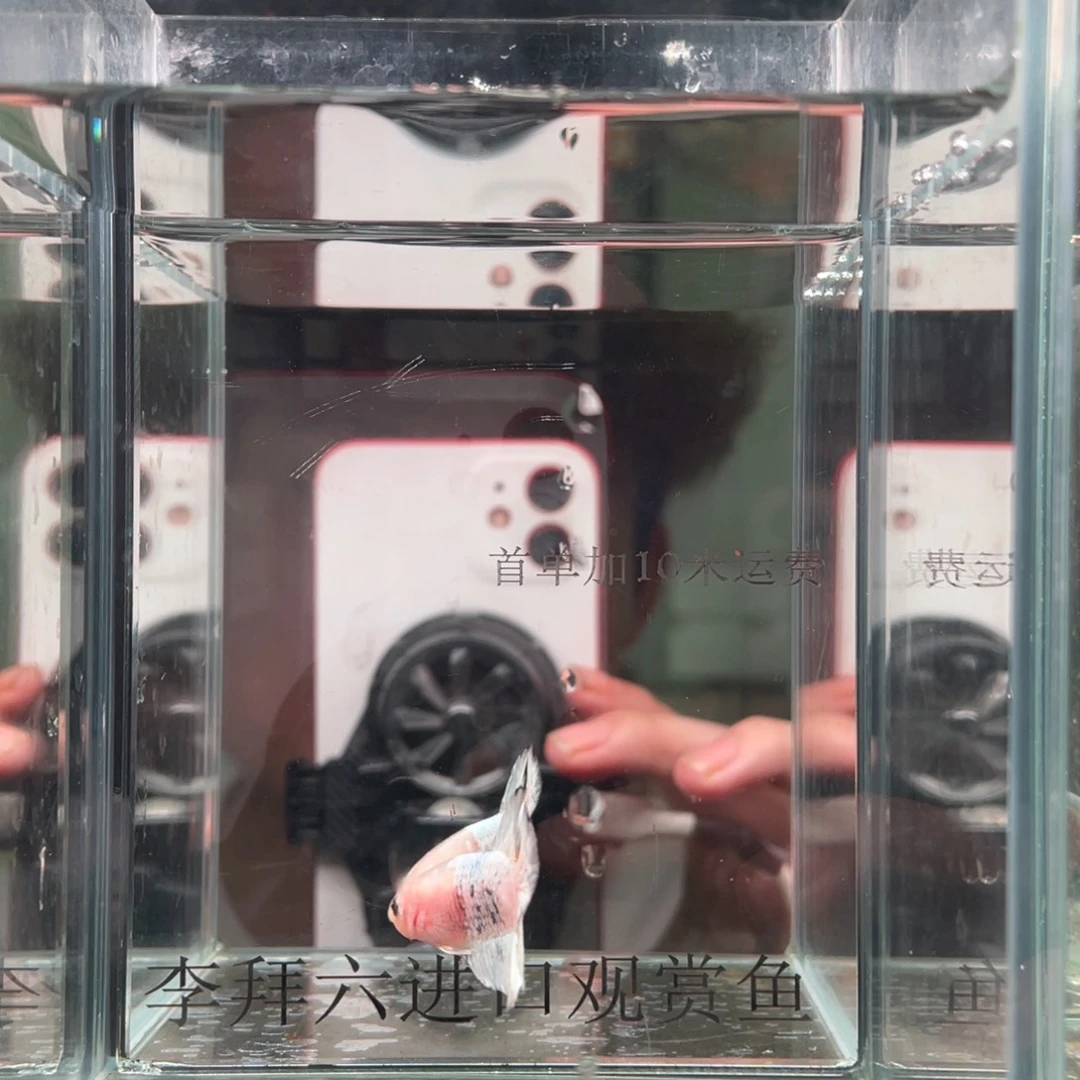 斗鱼印尼精品斗鱼7