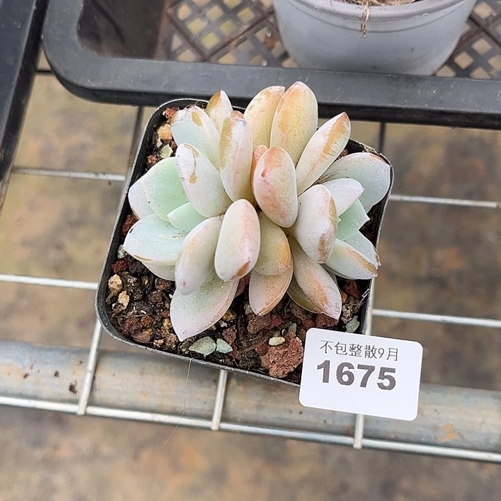 阿雅园艺。        1675奶茶