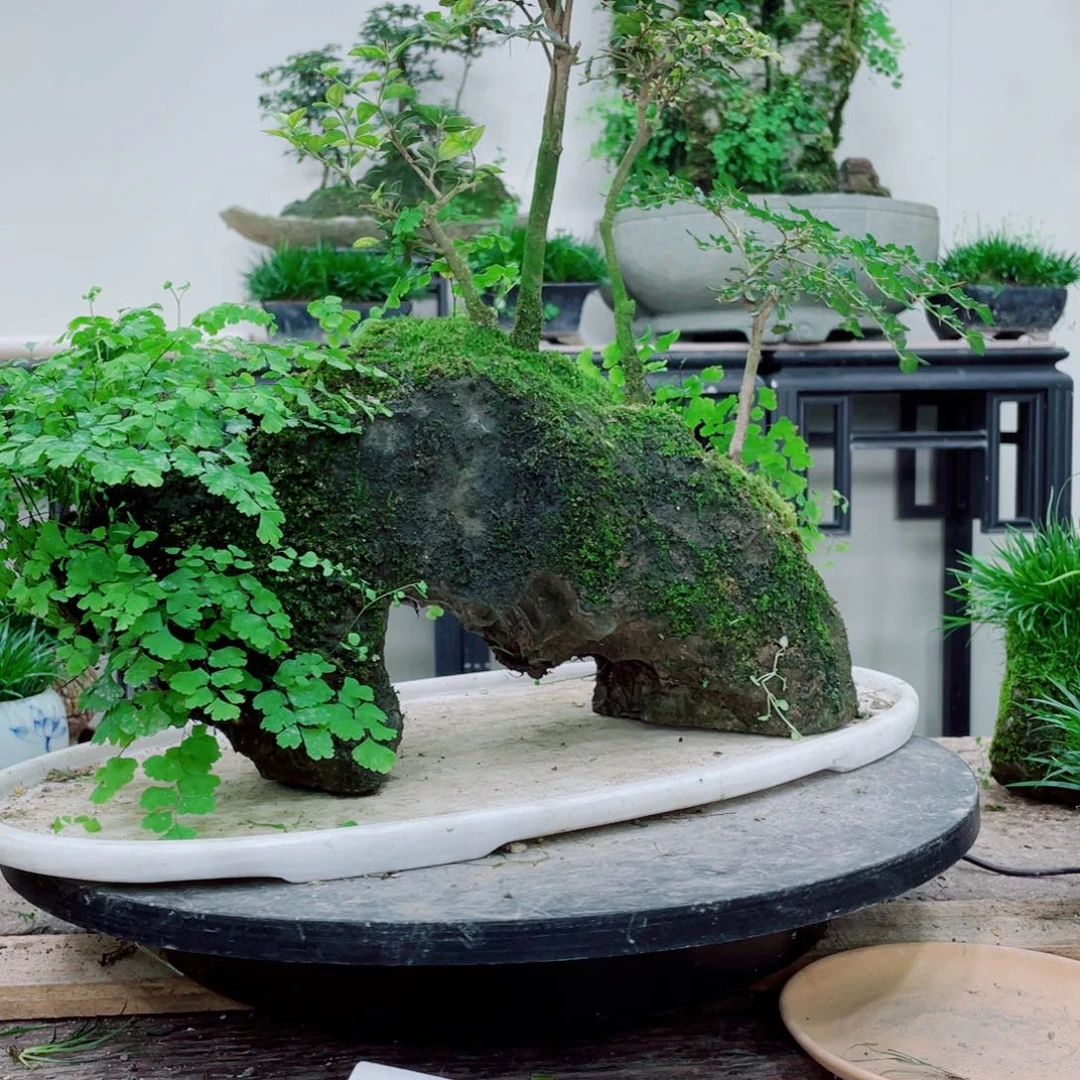 无铅玻璃雪****8铁线蕨铁线蕨铁线蕨