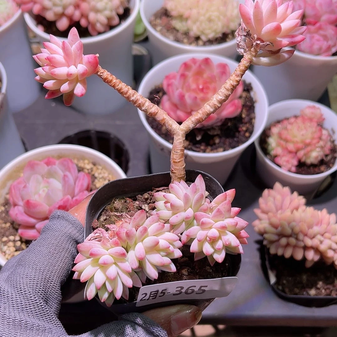 花05-365树冰小群