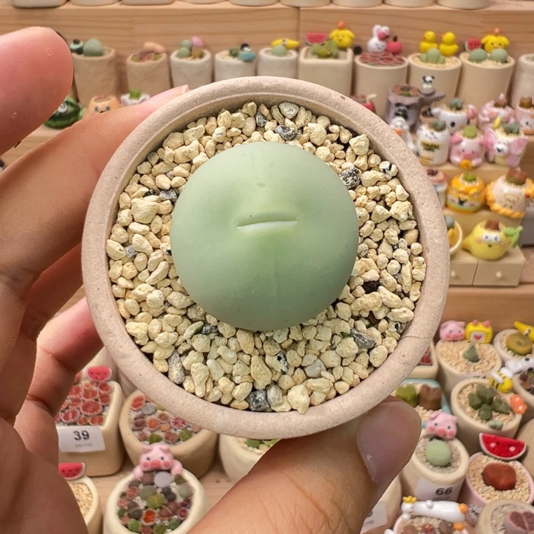 嬷***哒多肉植物72号单独盆