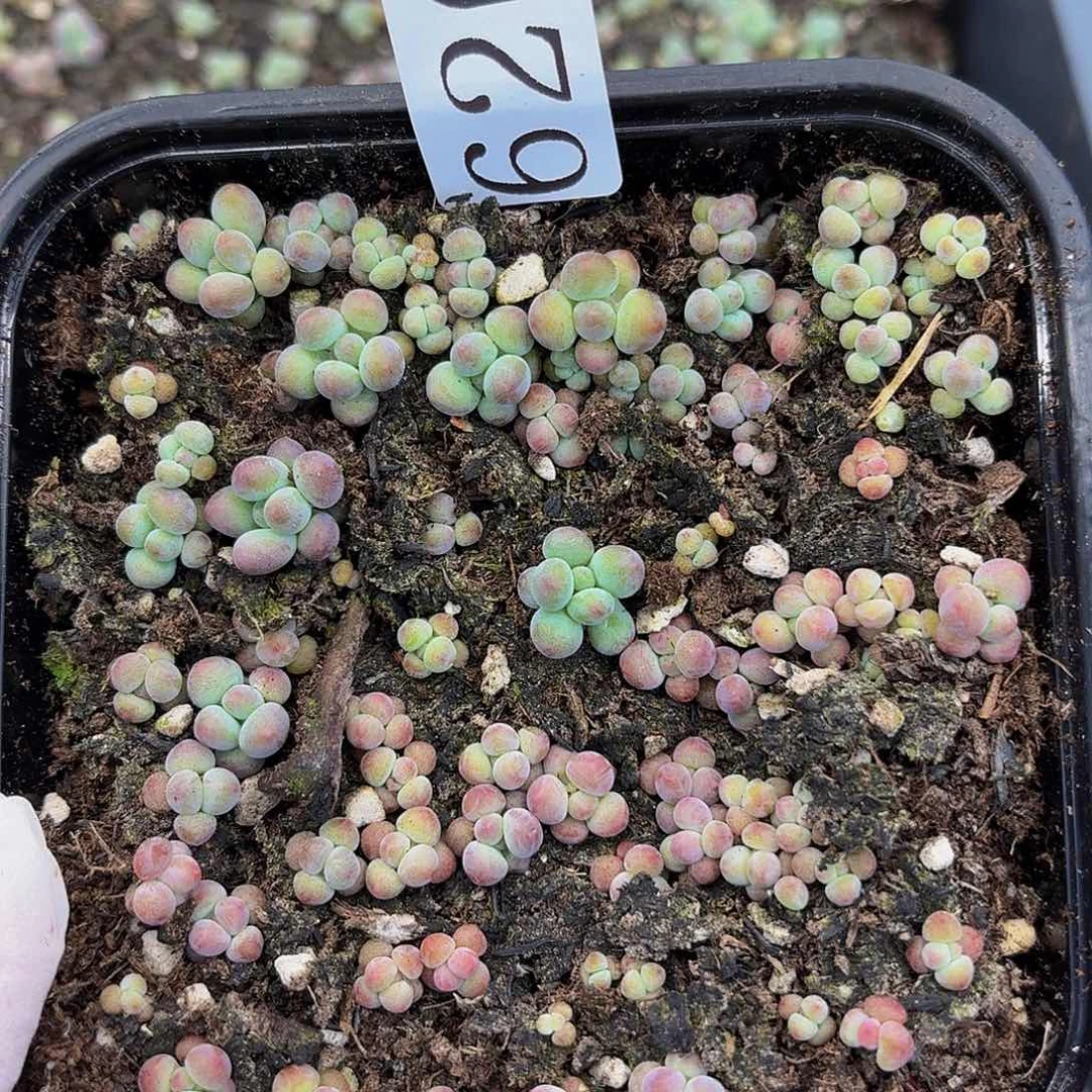 多肉植物多肉植物620