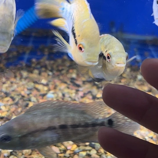 慈鲷特价7-8黄麒麟1只