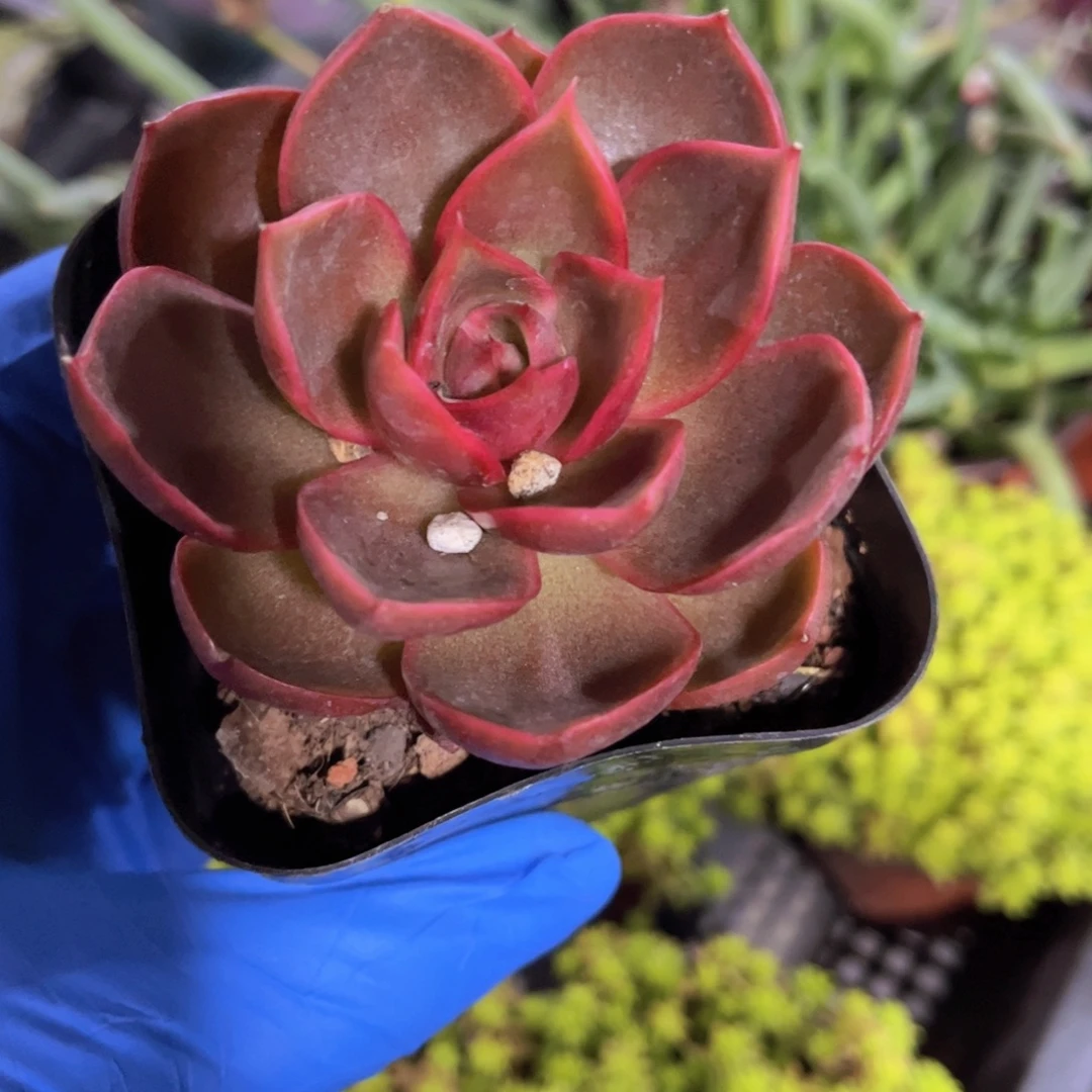 红灯多肉植物多肉
