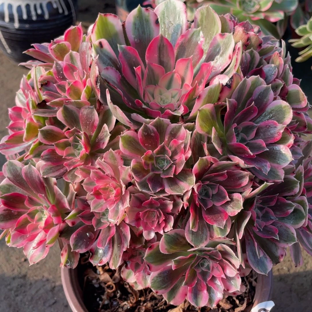 971男神精品法师老桩