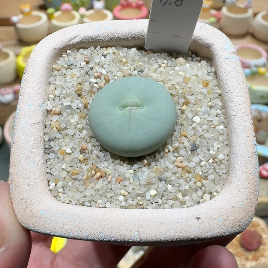 蘑菇1268红嘴多肉植物