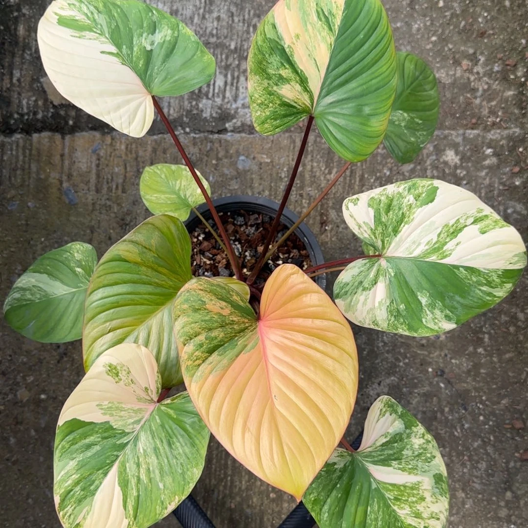 R907-1220黄锦千年健大棵 可寄养