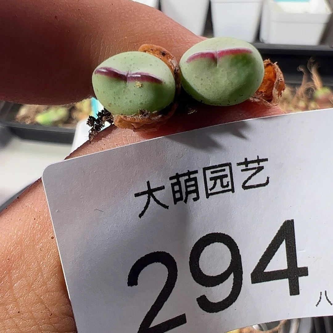 0000294 一物一拍正版14141.71皮卡丘