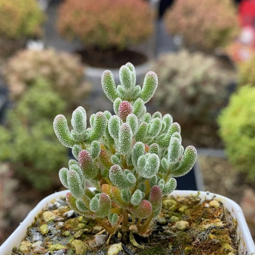 优选冰晶0493枝干番杏