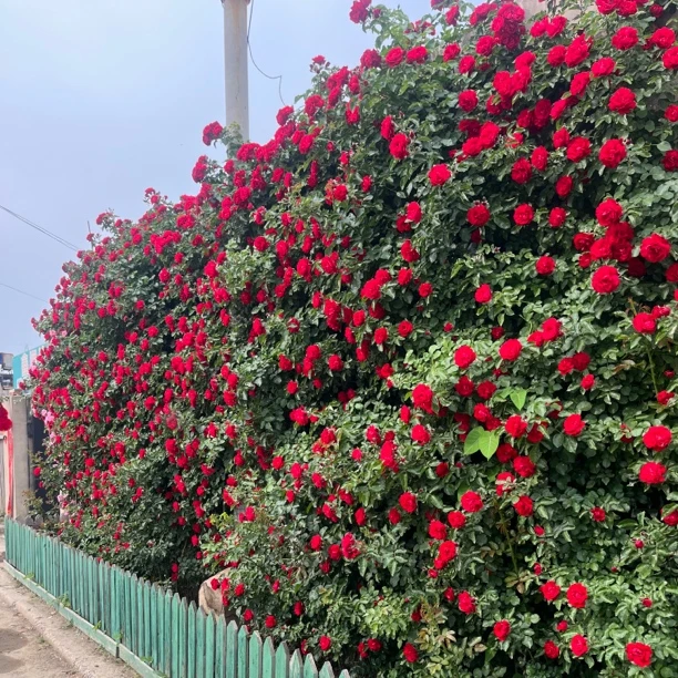 【鲁硕红藤本月季】耐寒月季东北爬藤月季多头长势好勤花花期长