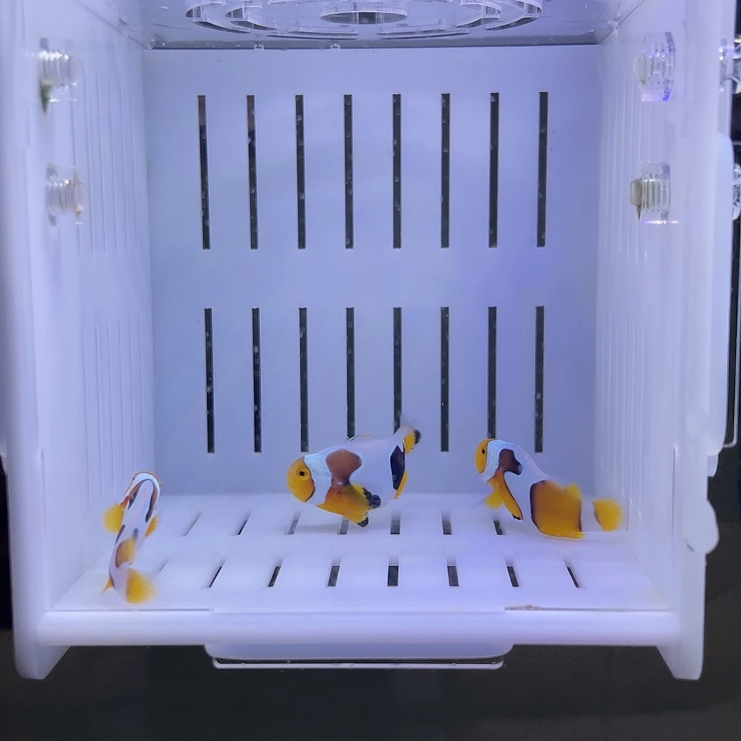 海水鱼毕加索小丑鱼