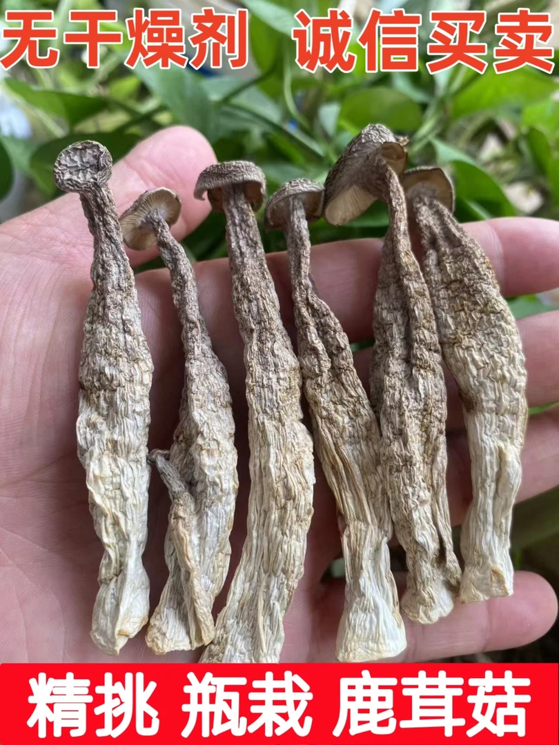 新鲜特级鹿茸菇精选干货净重500克脆脆菇包邮家常菜乡村鹿茸菌