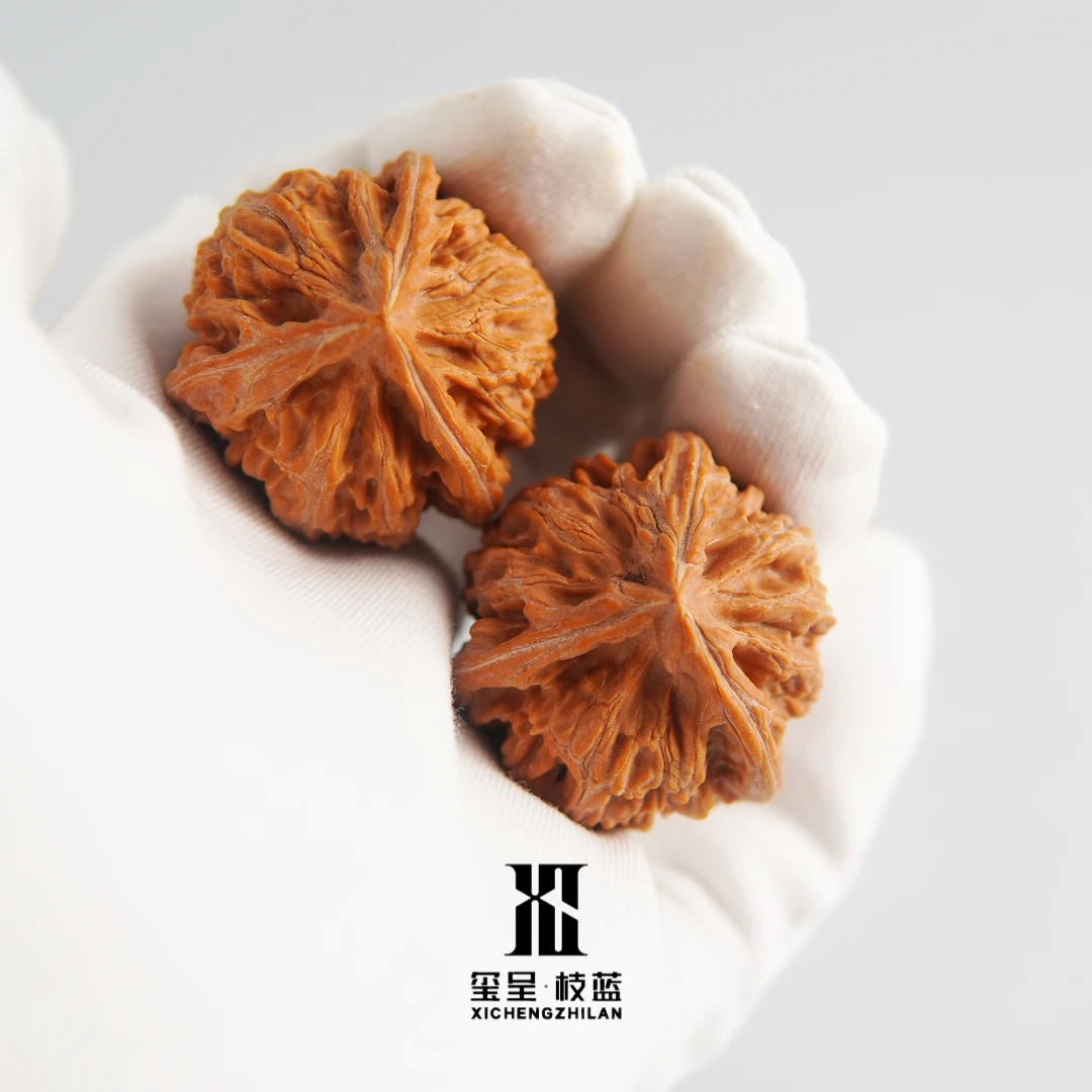玺呈枝蓝御龙三棱