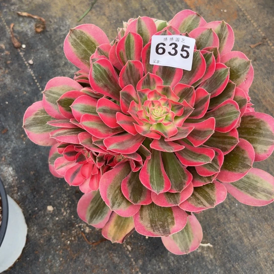 清***韵无花朵635多肉法师寄养