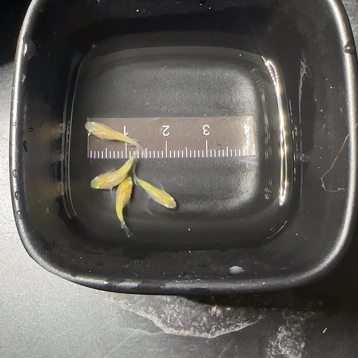 青鳉鱼萤火虫短球90