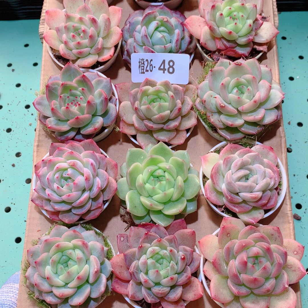 26-48一物一拍多肉带盆18颗