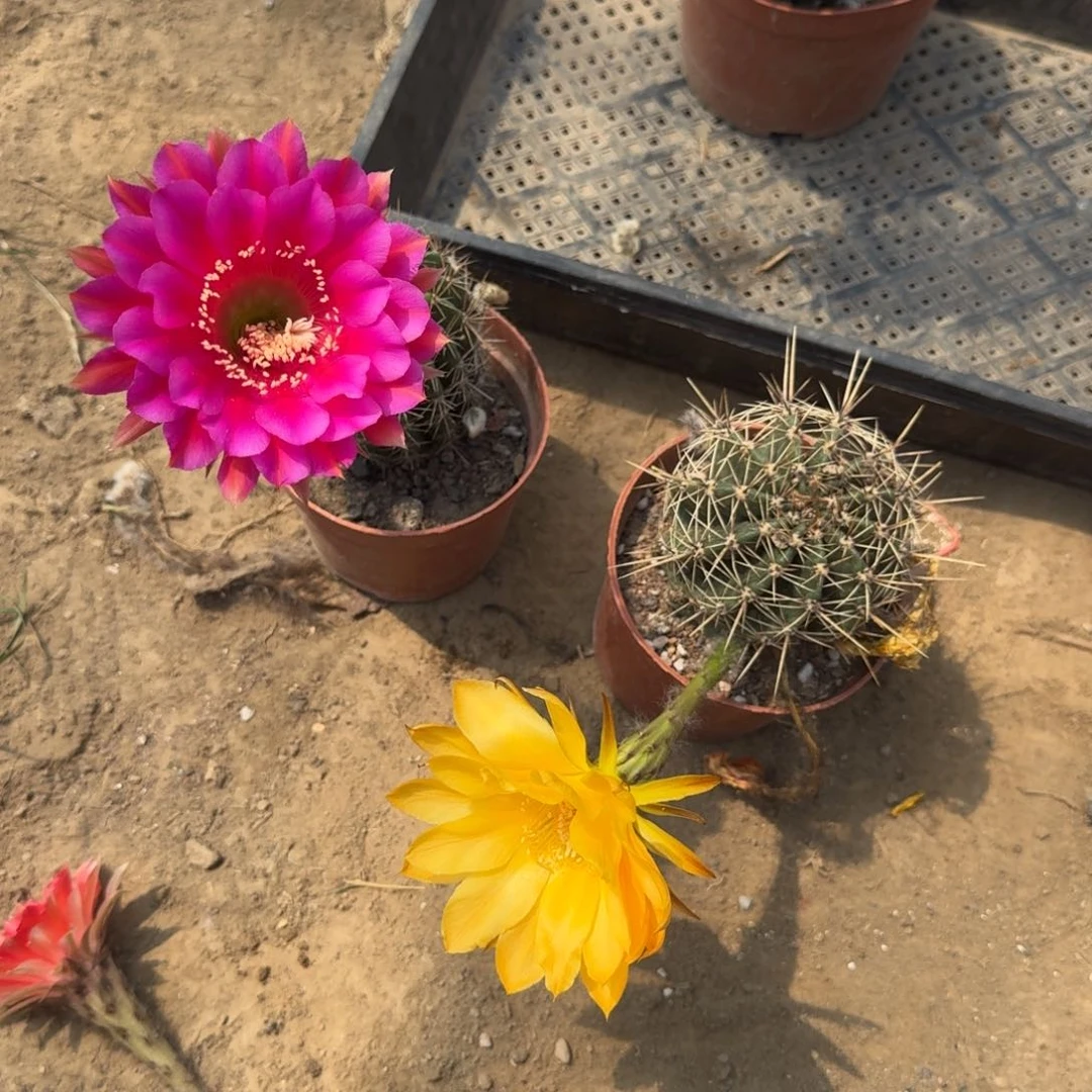 336彩草脱土发货掰花软斑掉侧牙无售后