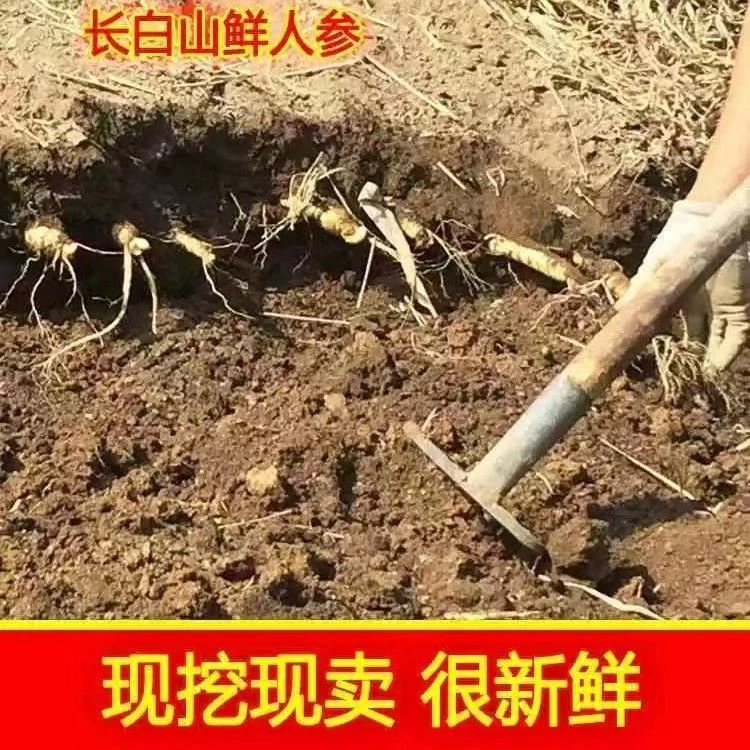 长白山新鲜煲汤泡酒火锅参东北特产滋补炖鸡佳品