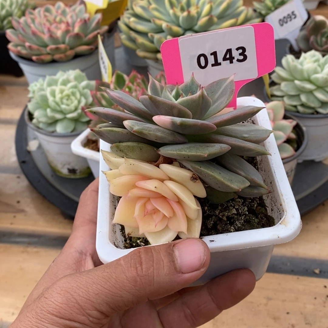 0143贝加尔湖哈哈哈