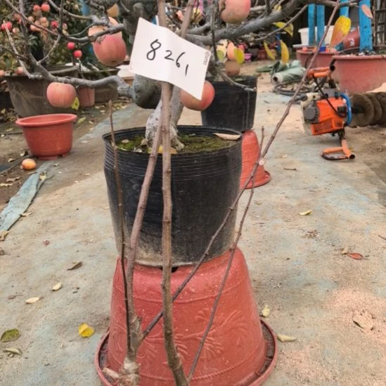 无花朵寒富二刀小苗