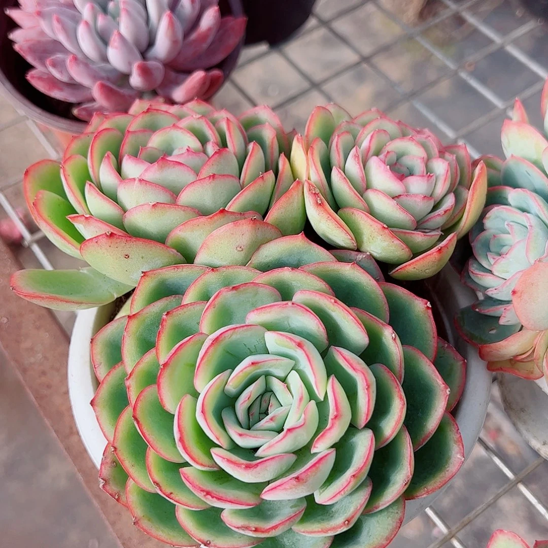 晨露多头群生精品特价