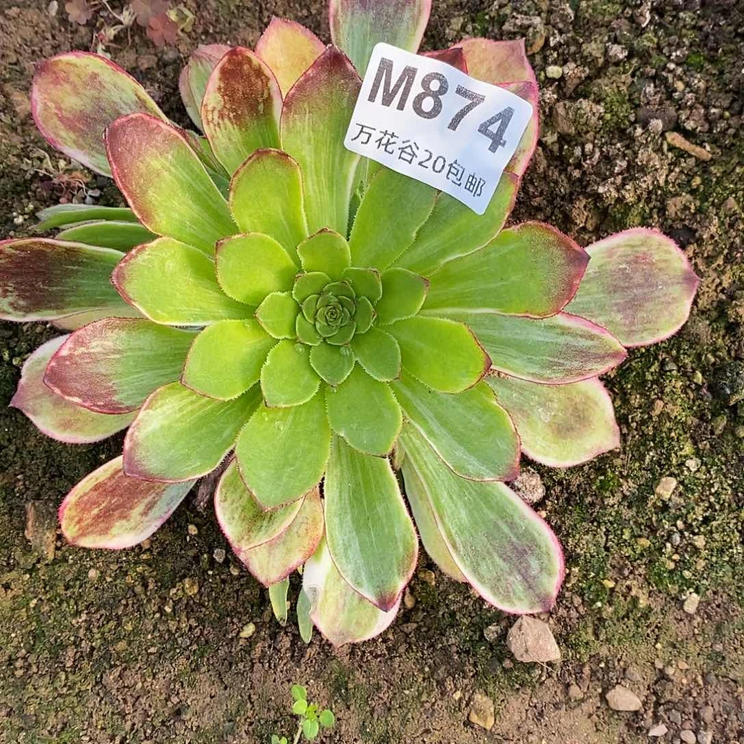 874莲花座多肉植物