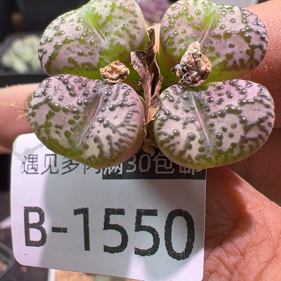 多肉植物111111111111