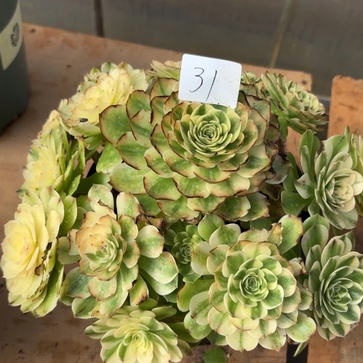 用***8无花朵031特价伊利莎白无售后