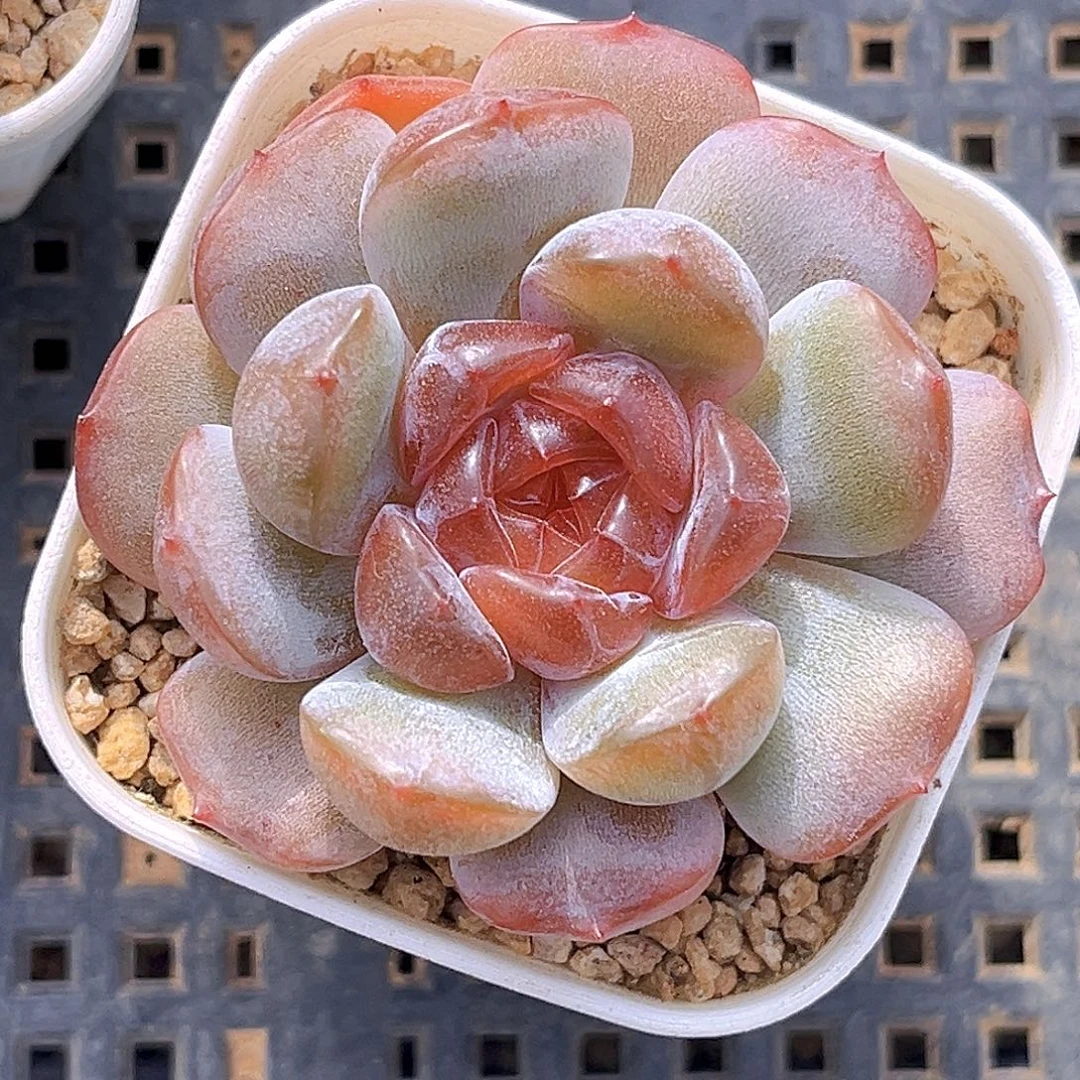 32一物一拍   枣泥。
