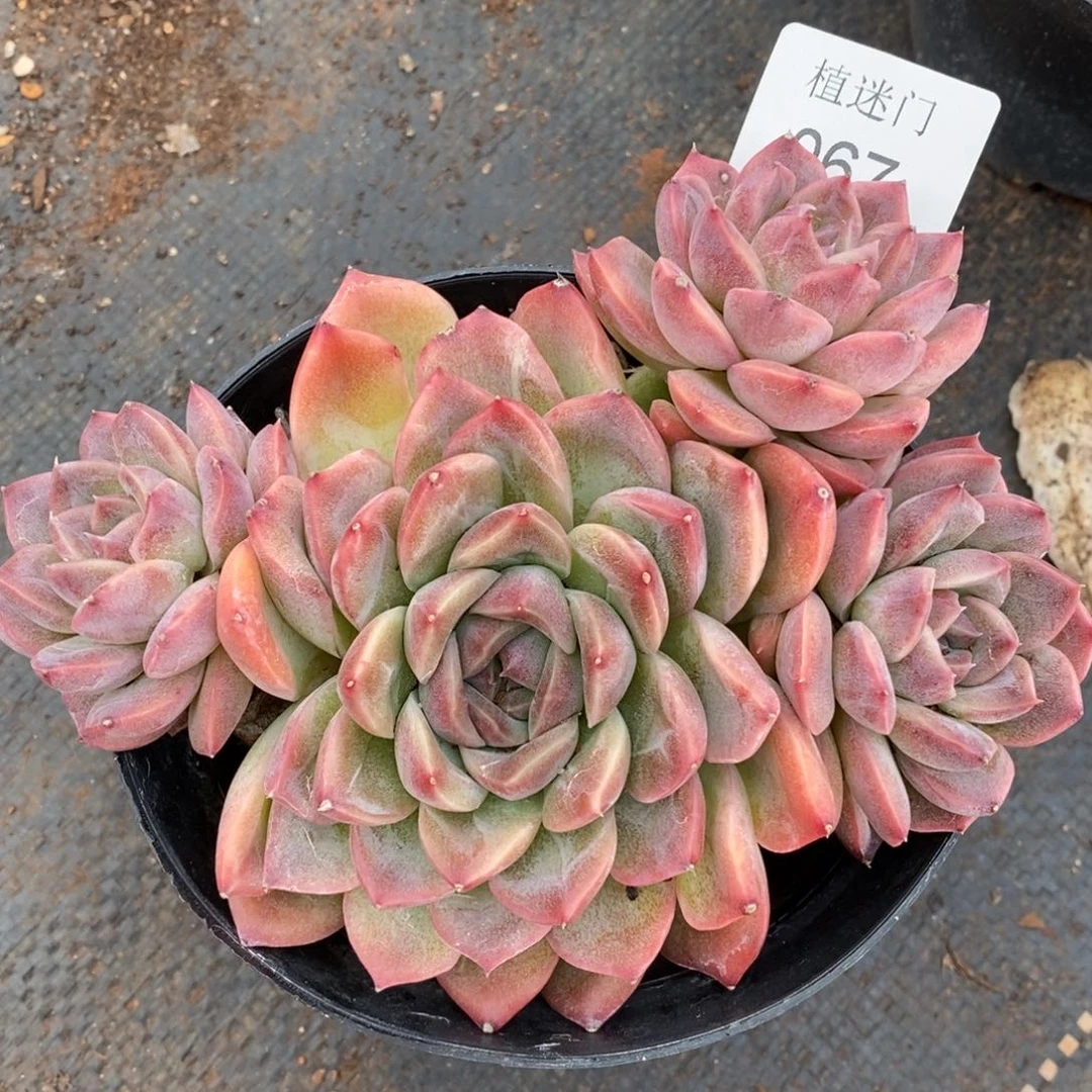 春***香杂交精品多肉067