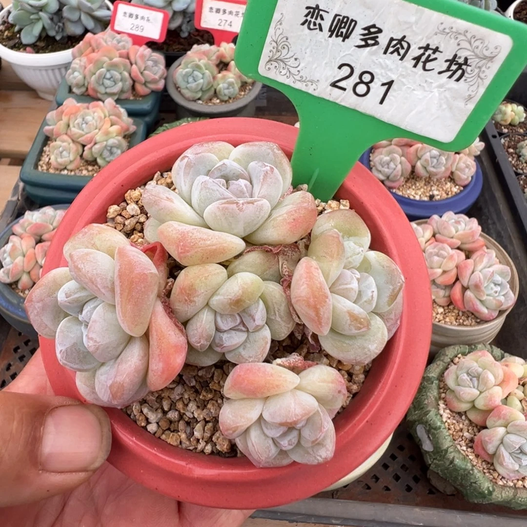 281冰玉老桩无砍5头