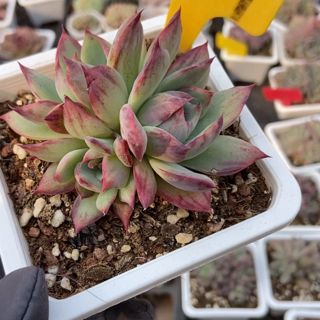 1929惊鸿仙子多肉植物