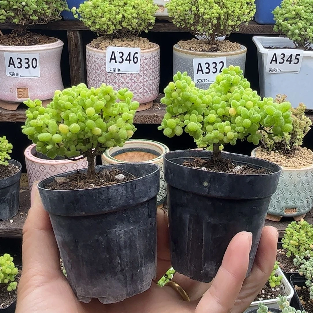 *****蜜桔糖球优选枝干番杏