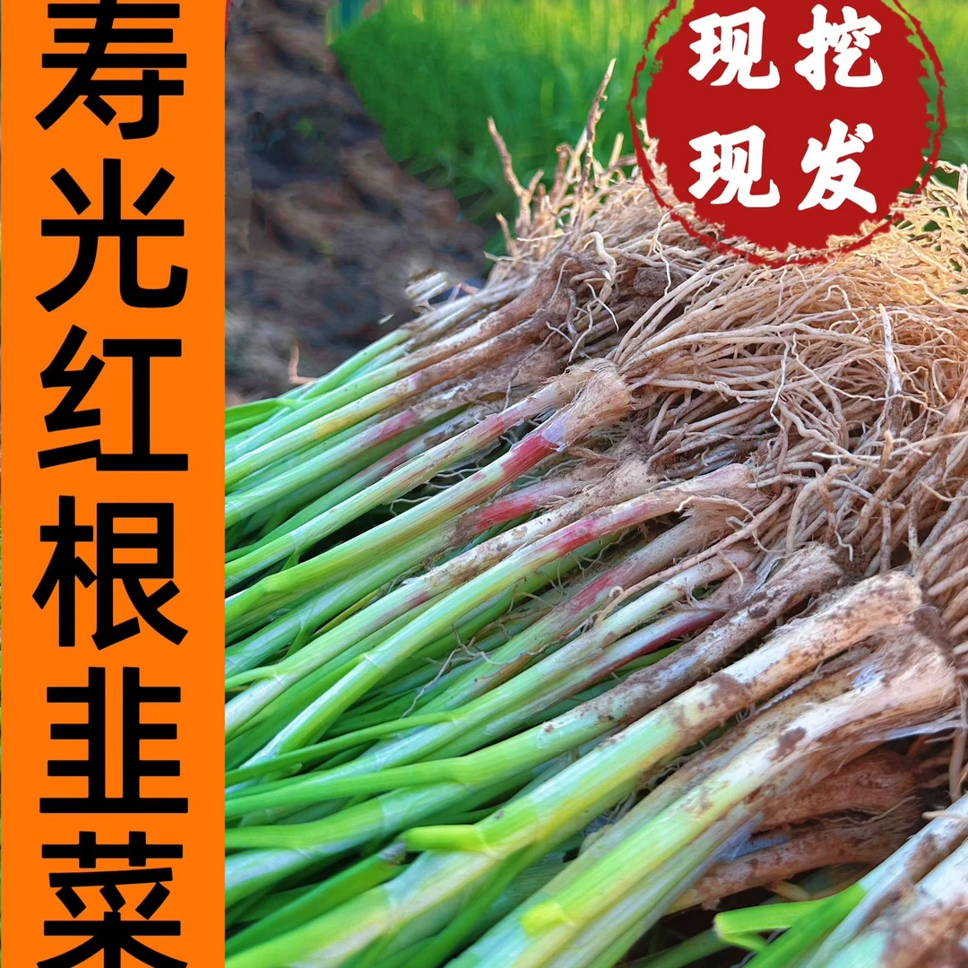 山东寿光现挖红根宽叶韭菜根适合阳台盆栽种植