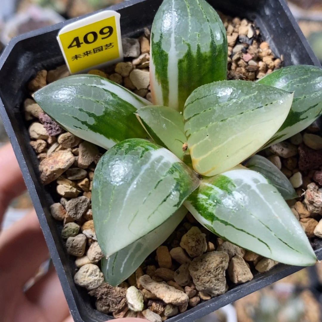 409阿房宫寿锦一物一图