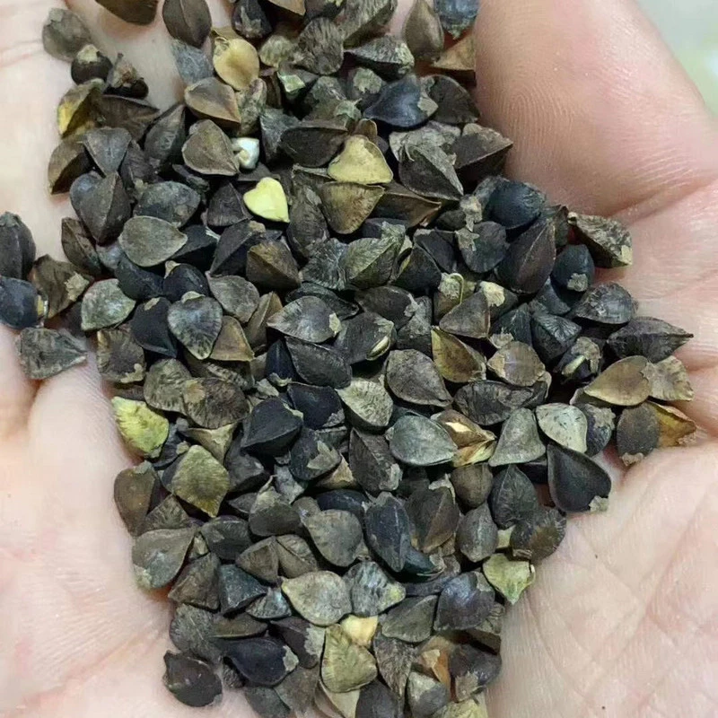 五谷杂粮甜荞麦苦荞麦种子红高粱大麦黑小麦燕麦青稞谷子小米水稻